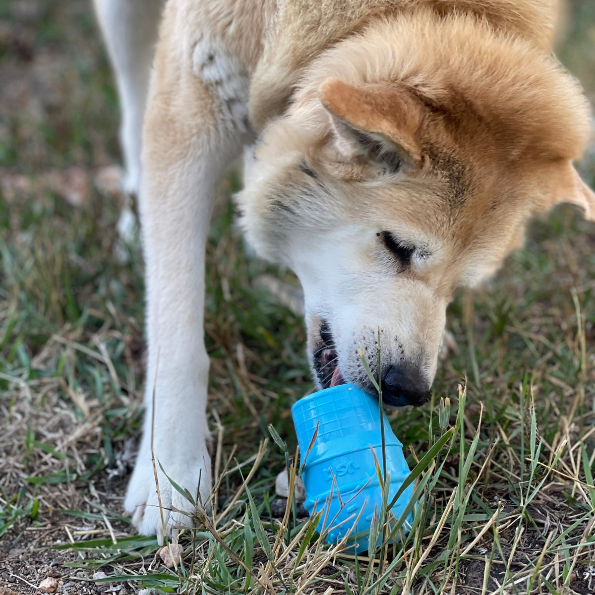 Ice Cream Cone treat toy in the grass, a fluffy red and cream dog licking at it