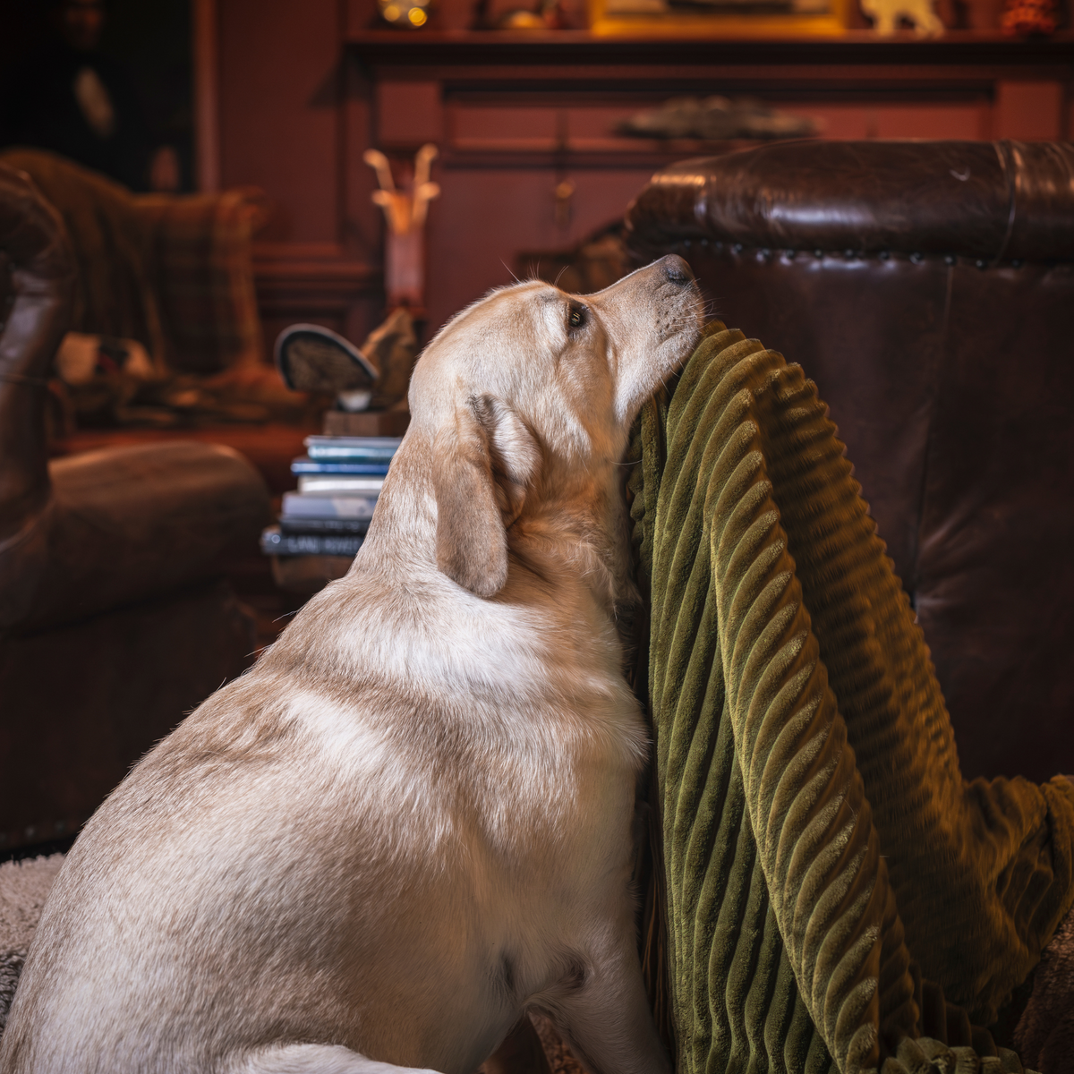 Yellow Labrador resting its head on the olive Scout Blankie draped over a leather armchair