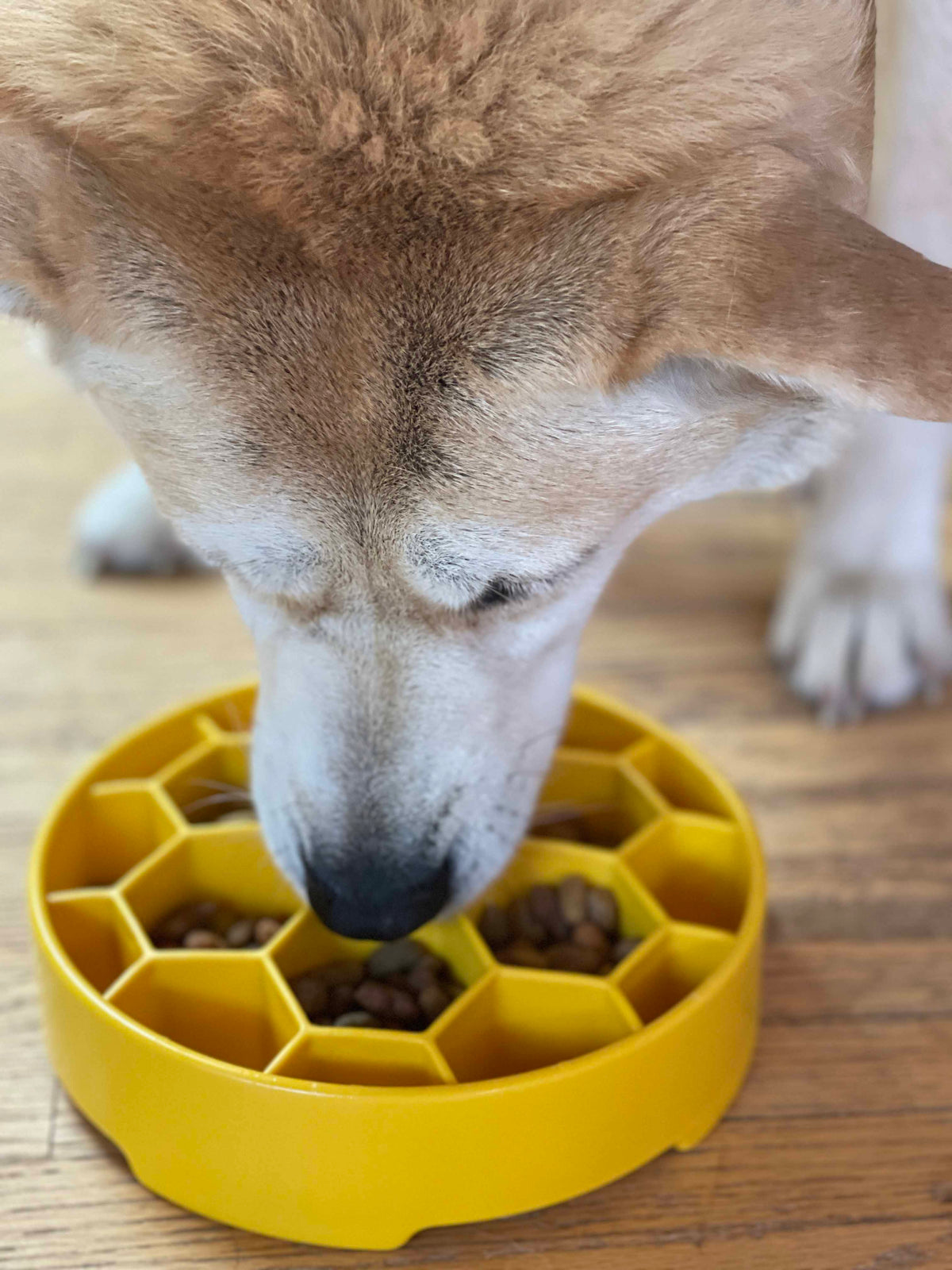 Red and cream dog eating kibble from a yellow SodaPup Honeycomb eBowl, seen from above