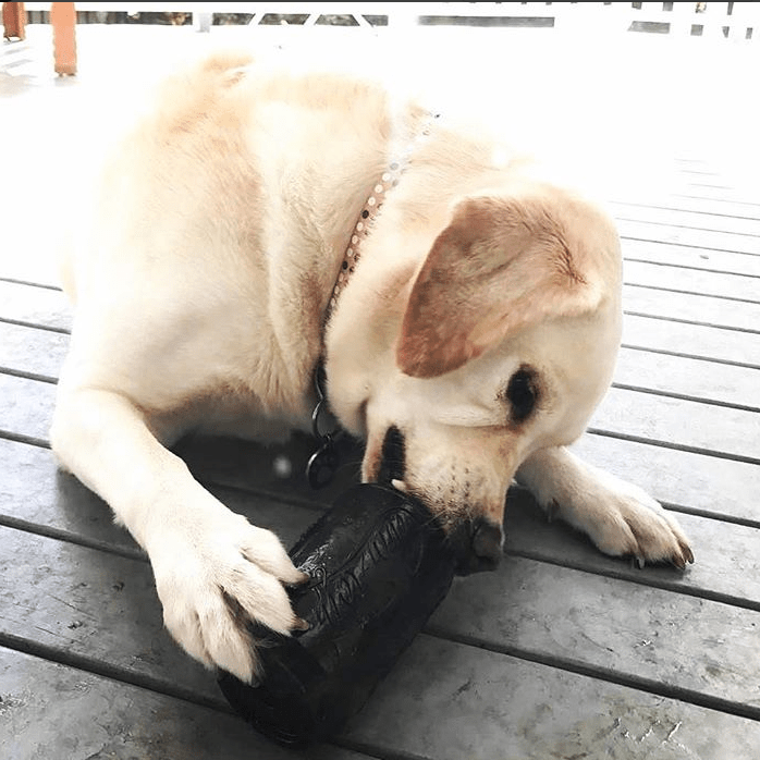 Yellow Labrador lying on a wooden deck chewing a black SodaPup Magnum Can Toy