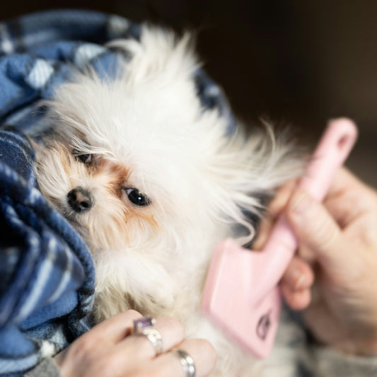 Fluffy white puppy wrapped in a blue plaid blanket while a hand runs a pink brush through its coat