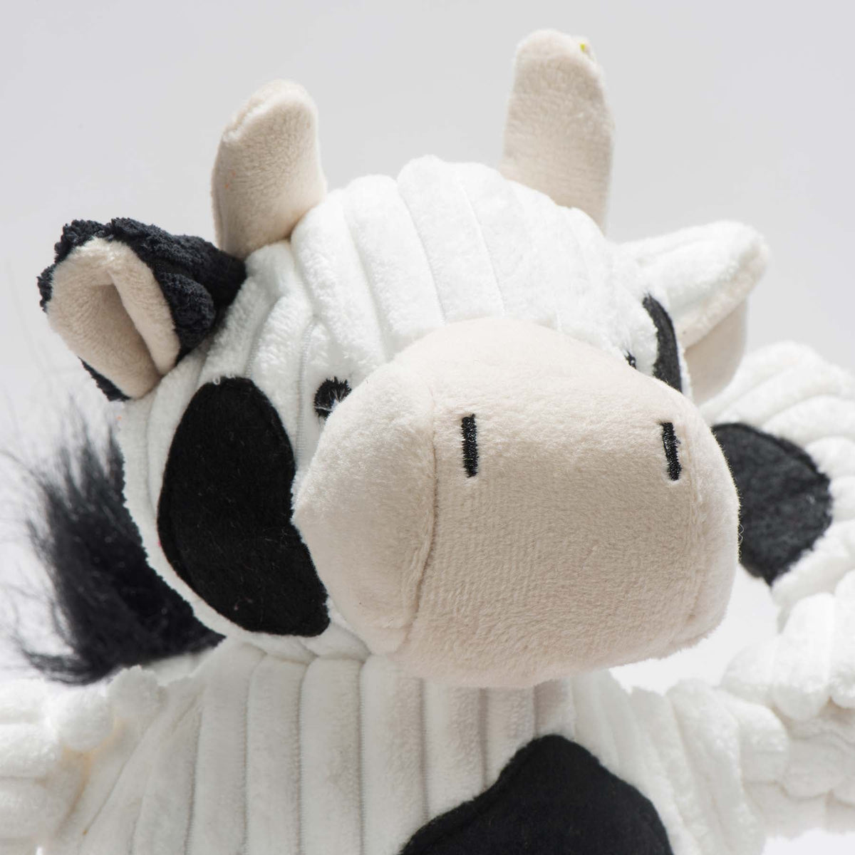 Dottie Cow Knottie close-up of the cream muzzle, stubby cream horns and fuzzy black ear