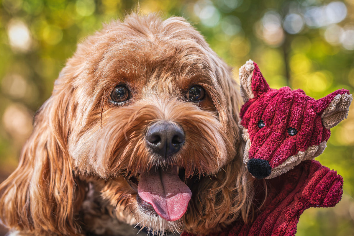 Curly red-coated dog outdoors beside the fox from the Woodland Flatties 3 pack, tongue out in autumn light