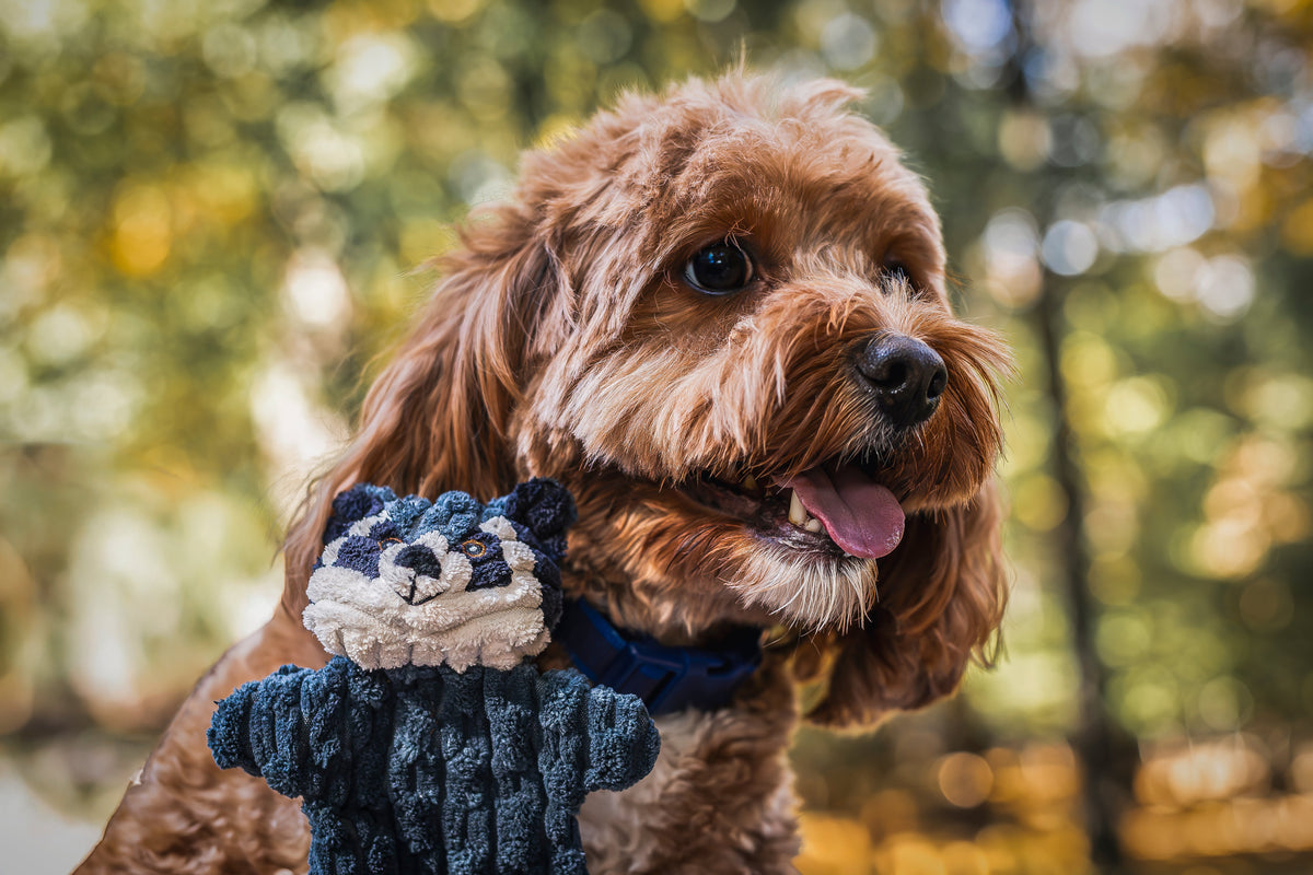 Curly red-coated dog in a blue collar with the raccoon Flattie held up in front of it, fall trees behind