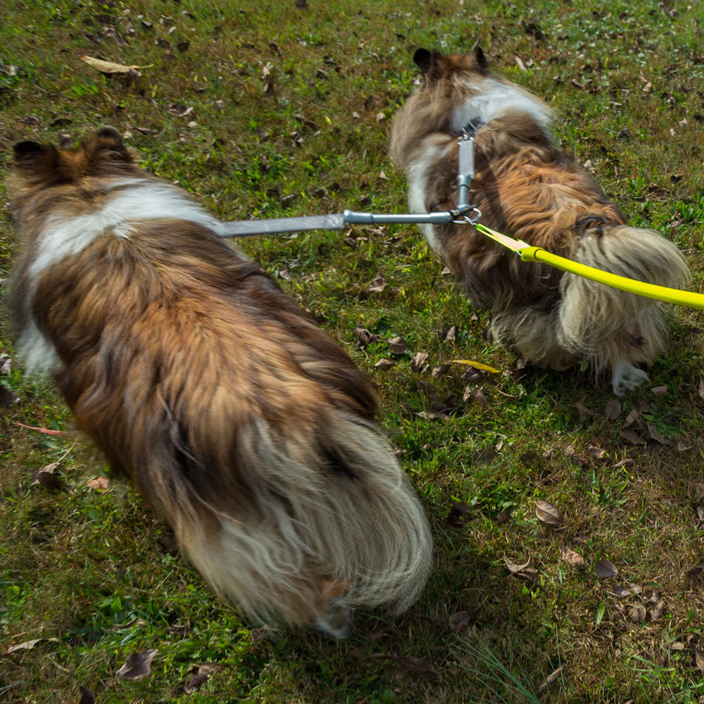 CRAZYcoupl'r Two-Dog Leash Coupler in silver from behind, two fluffy dogs sniffing grass side by side, yellow leash attached