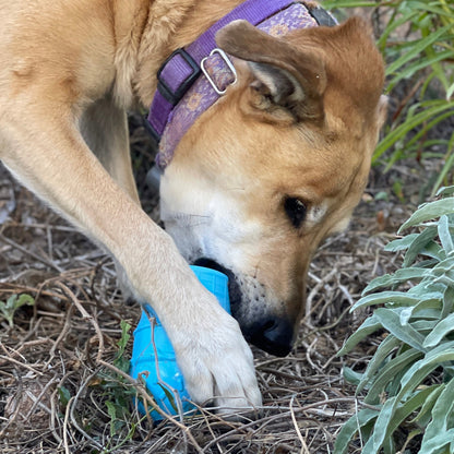 Ice Cream Cone treat toy pinned under the paw of a tan dog in a purple collar, mouthing it in dry brush