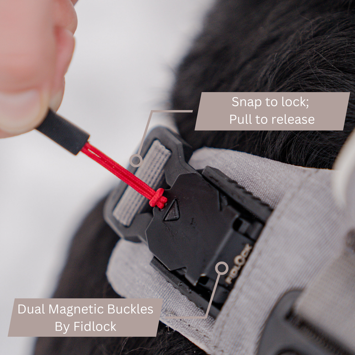 Hand pulling the red release cord on an Up Dog harness magnetic buckle, close-up on a black dog