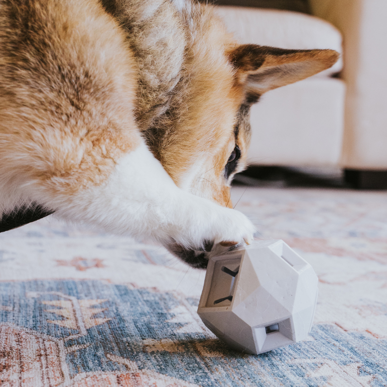 Up Dog Odin Treat Puzzle Ball in light grey under a corgi's front paw on a patterned rug, close-up