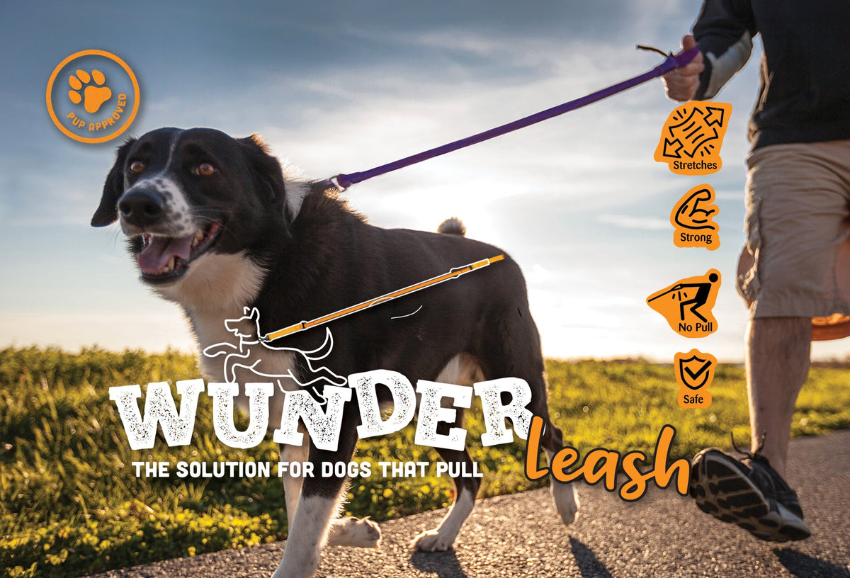 Black and white dog walking on a WUNDERleash with purple handle, WUNDERleash logo and feature icons overlaid