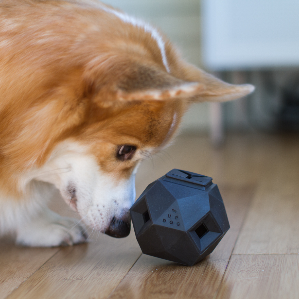 Up Dog Odin Treat Puzzle Ball in slate grey, a corgi sniffing it on a wood floor, close side view