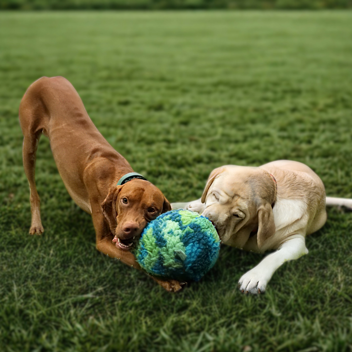 SnuffleSphere puzzle ball dog toy shared by a vizsla in a play bow and a yellow Labrador lying on the grass