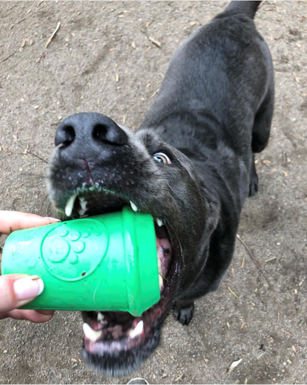 Black dog grabbing the green Coffee Cup treat toy from a person's hand on a dirt path