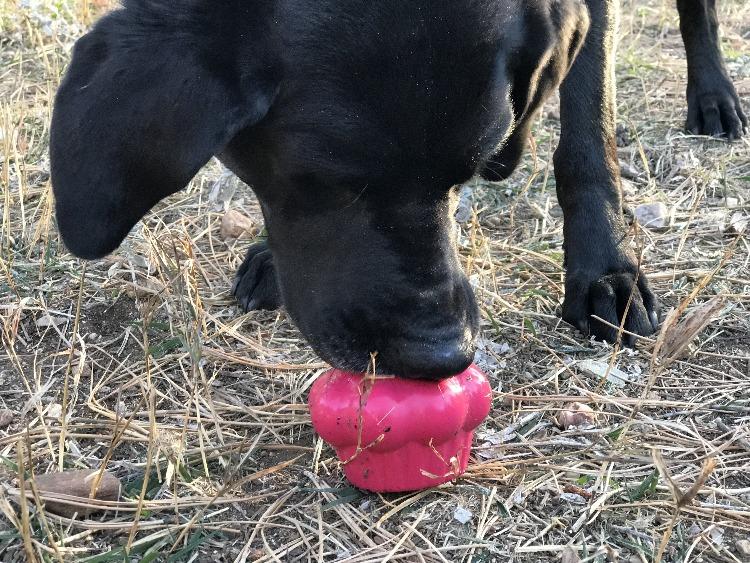 Black Labrador mix licking the pink Cupcake treat toy on dry grass