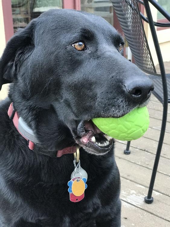 Black Labrador sitting on a patio with the green Dinosaur Egg treat toy held in its mouth