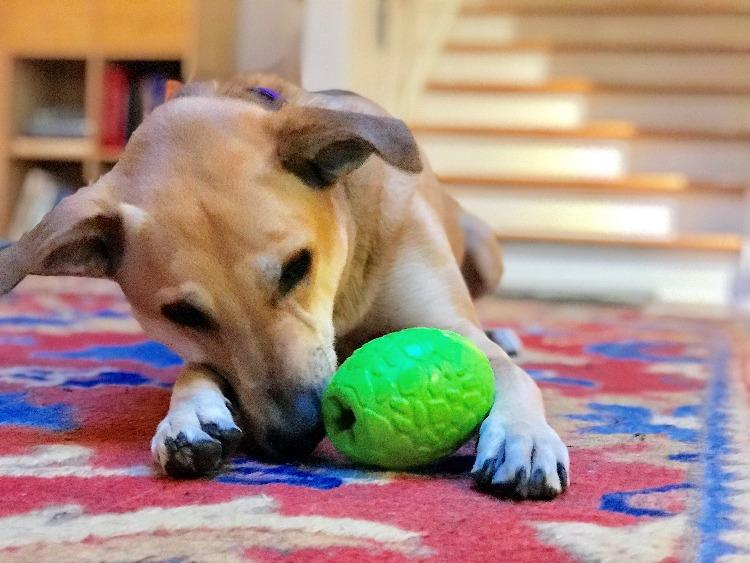 Tan mixed-breed dog lying on a red rug, nosing the green Dinosaur Egg treat toy between its front paws
