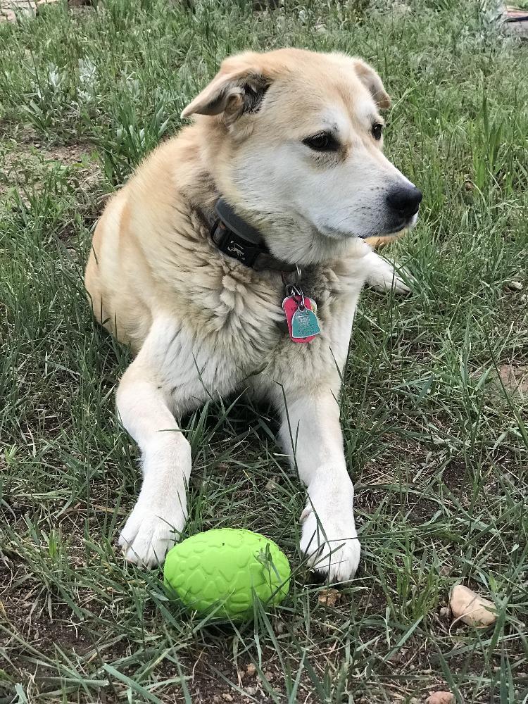 Cream shepherd mix lying in the grass with the green Dinosaur Egg treat toy in front of its paws
