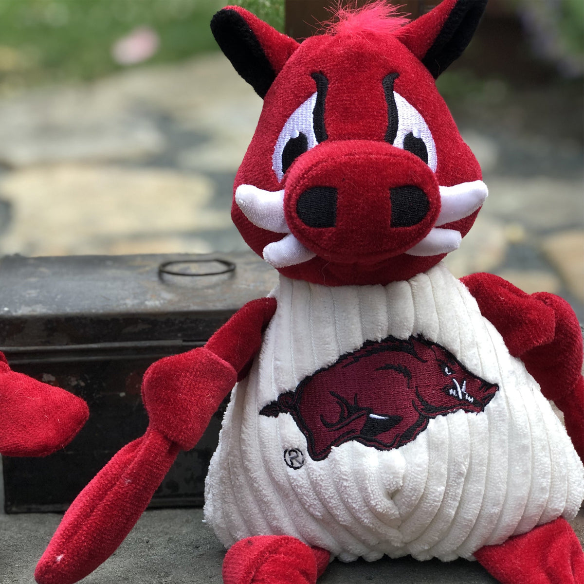 Tusk the Razorback Knottie dog toy close-up outdoors by an old tin box, black-tipped ears and white tusks
