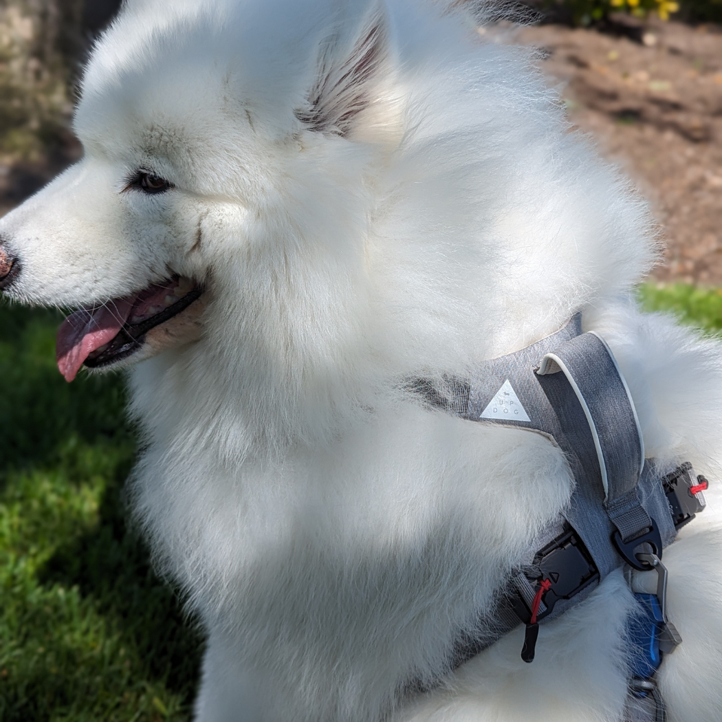 Samoyed wearing a gray Up Dog magnetic buckle harness, side view showing the handle and buckle