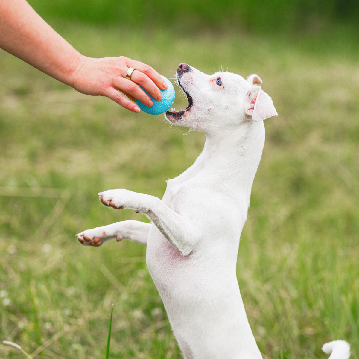 Boundr squishy ball in aqua handed to a white terrier jumping up on its hind legs in the grass