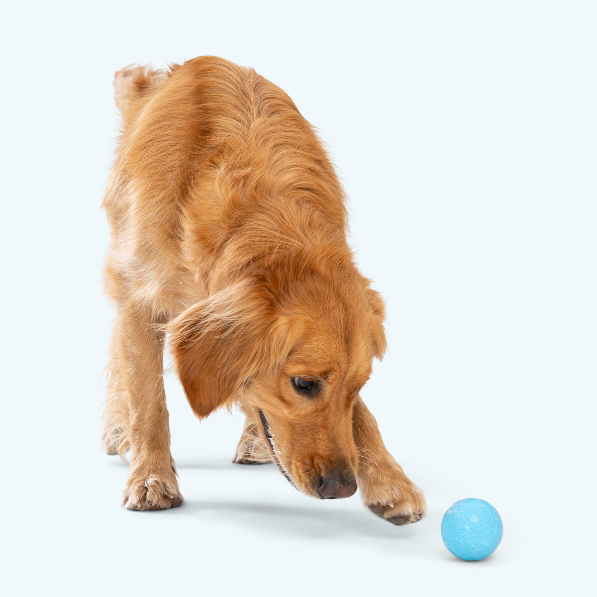 Boundr squishy ball in aqua on the floor as a golden retriever leans down to sniff it
