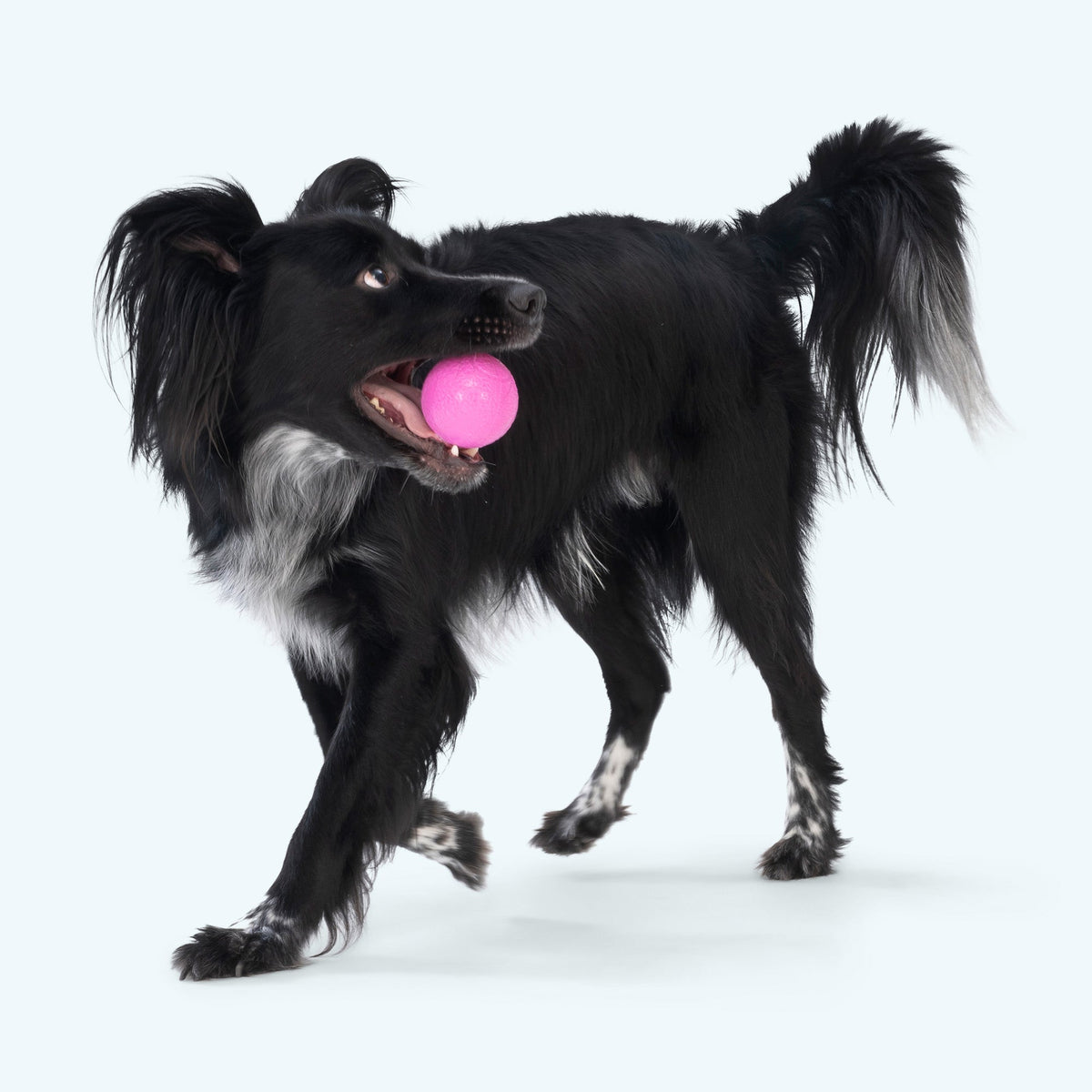 Boundr squishy ball in hot pink carried in the mouth of a black and white long-haired dog