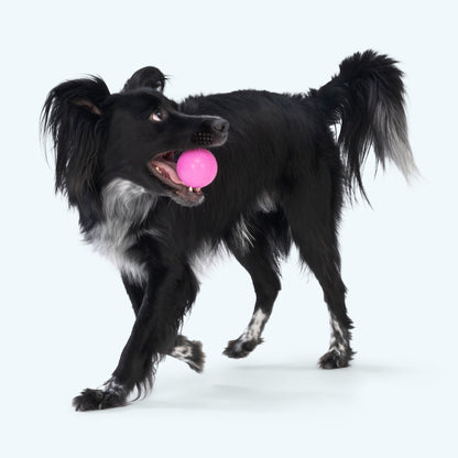 Boundr squishy ball in hot pink carried in the mouth of a black and white long-haired dog