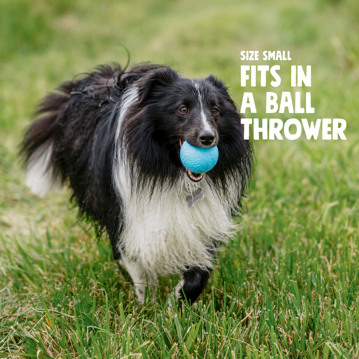 Boundr squishy ball in aqua carried across a lawn by a black and white sheltie, captioned that the Small fits a ball thrower