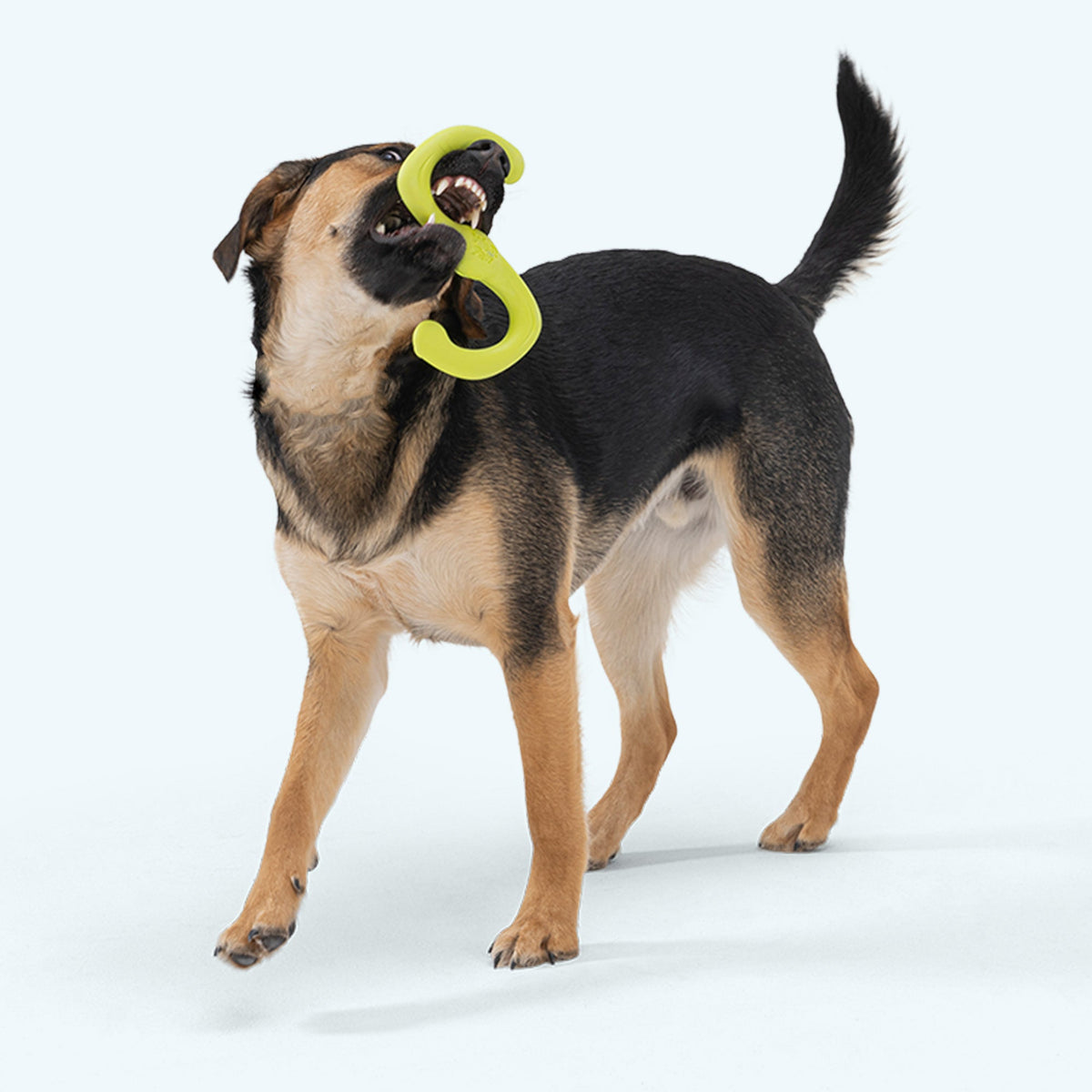 Black and tan shepherd mix holding a granny smith green Bumi in its teeth during play