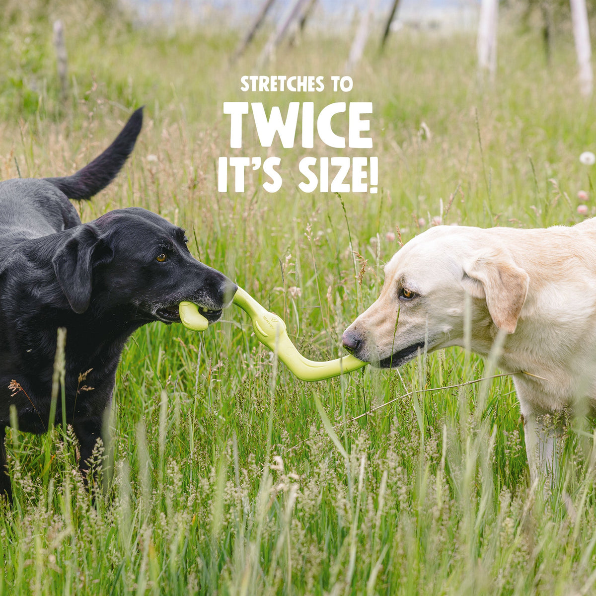 Black Lab and yellow Lab tugging a granny smith green Bumi stretched between them in tall grass