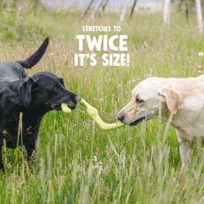 Black Lab and yellow Lab tugging a granny smith green Bumi stretched between them in tall grass