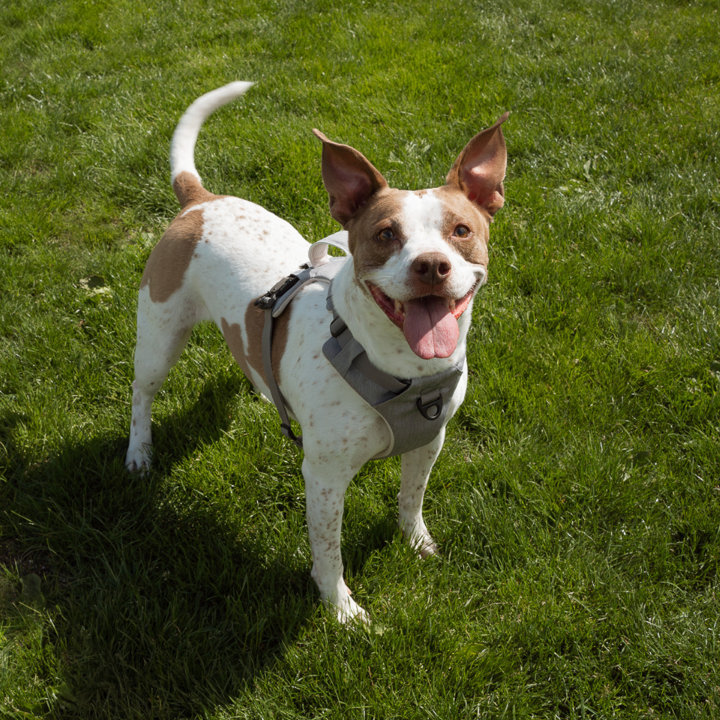 White and brown terrier mix standing on the grass in a gray Up Dog magnetic buckle harness