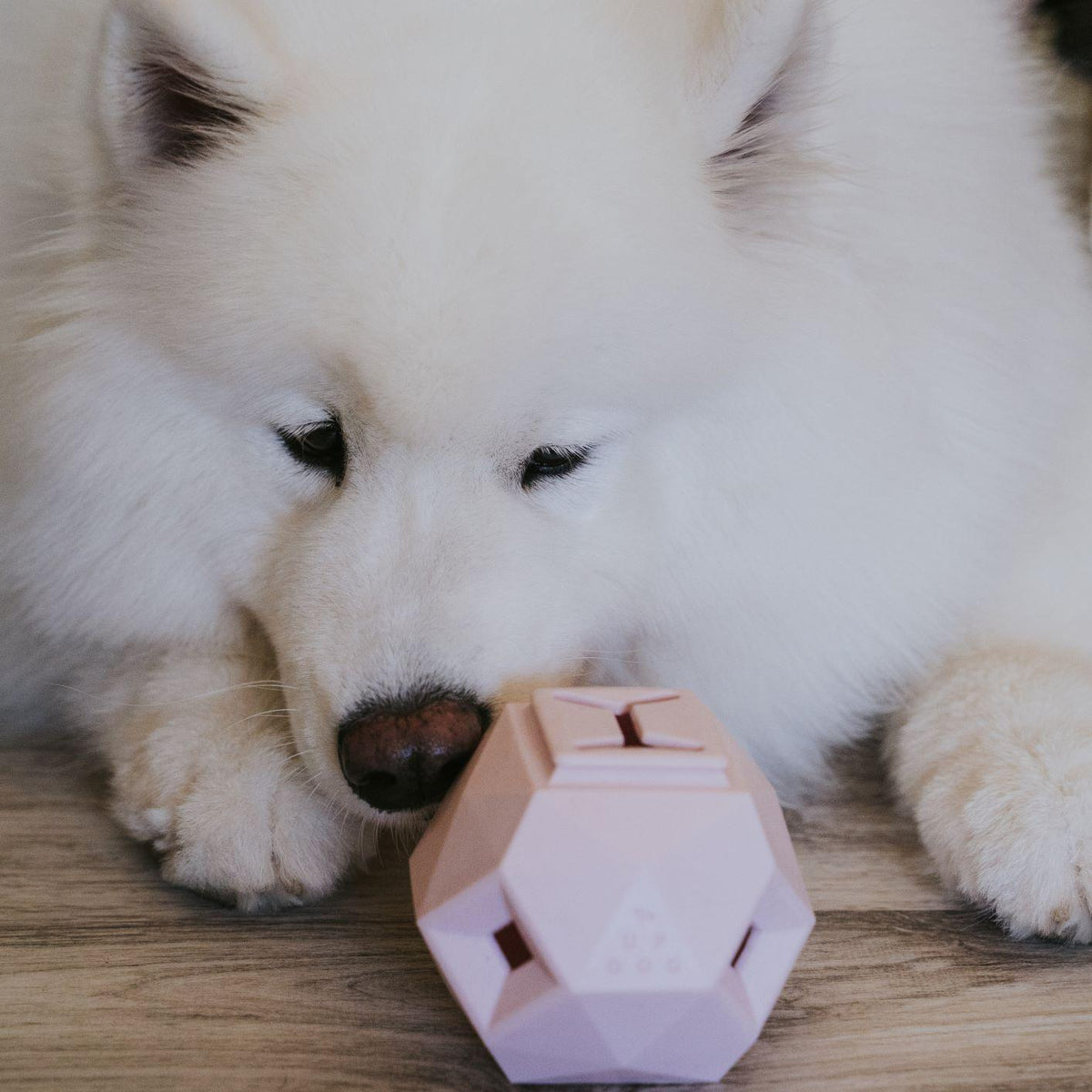 Up Dog Odin Treat Puzzle Ball in rose quartz, a white Samoyed lying down with its nose against it
