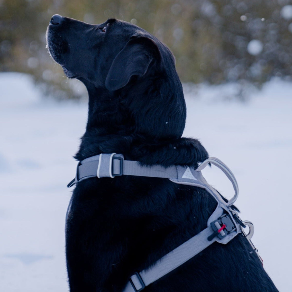 Black Labrador in the snow wearing a gray Up Dog magnetic buckle harness, side view