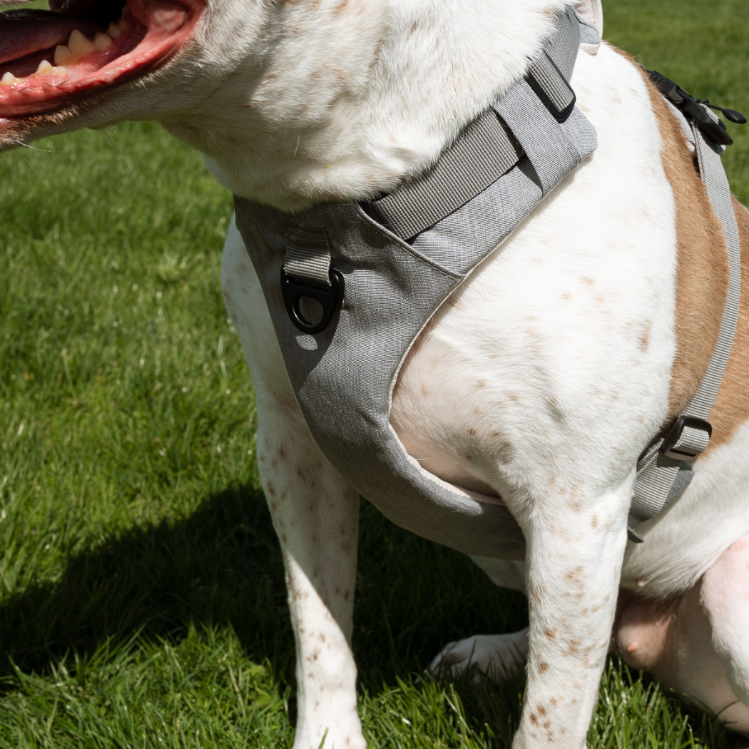 Close-up of a gray Up Dog harness chest plate and front leash ring on a white and tan dog