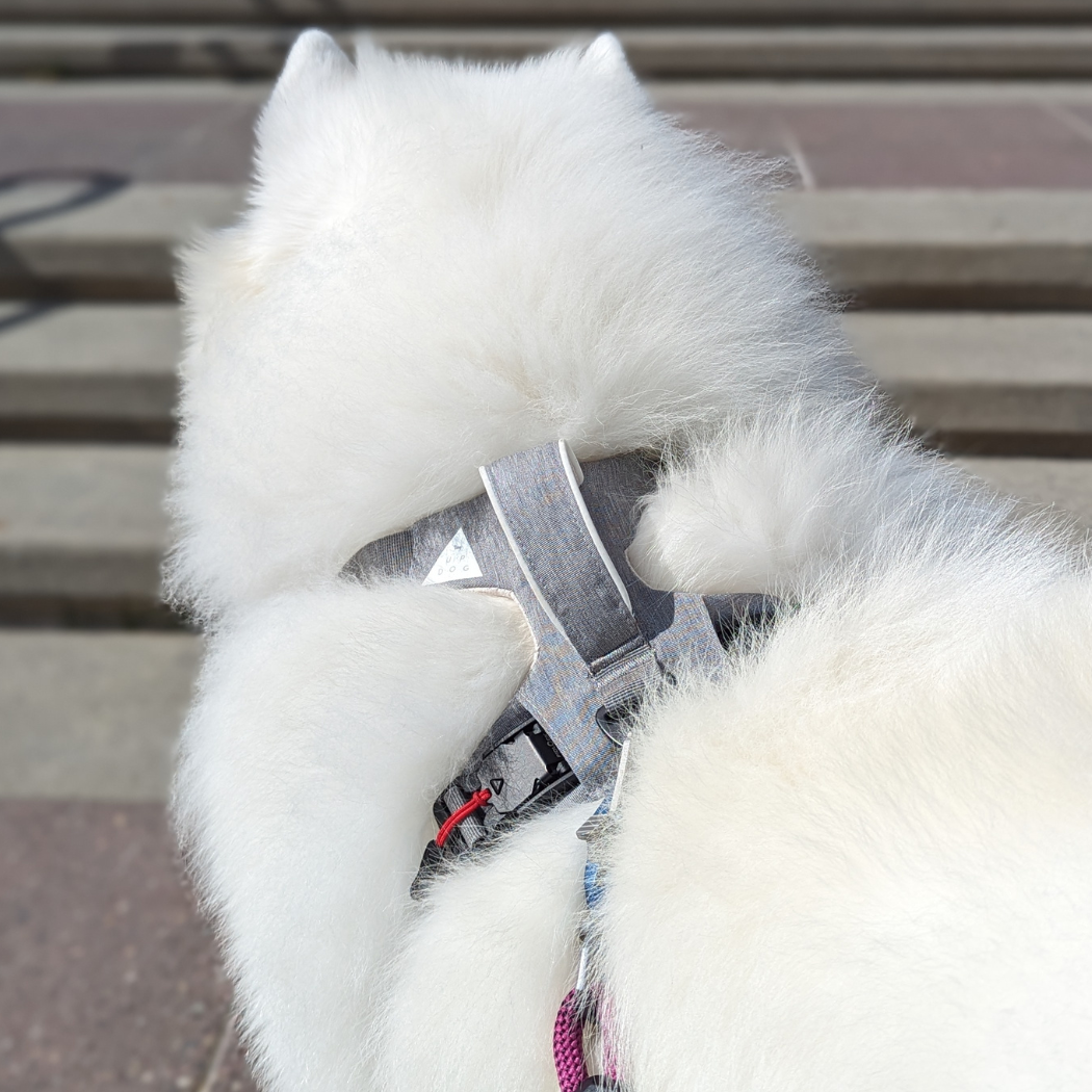 Samoyed from behind in a gray Up Dog harness, showing the back handle and buckle in its fur
