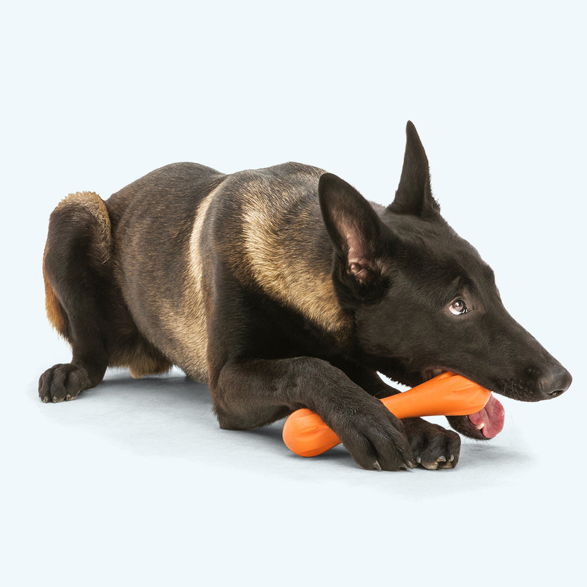 Shepherd dog lying down and chewing a tangerine Hurley bone held between its front paws