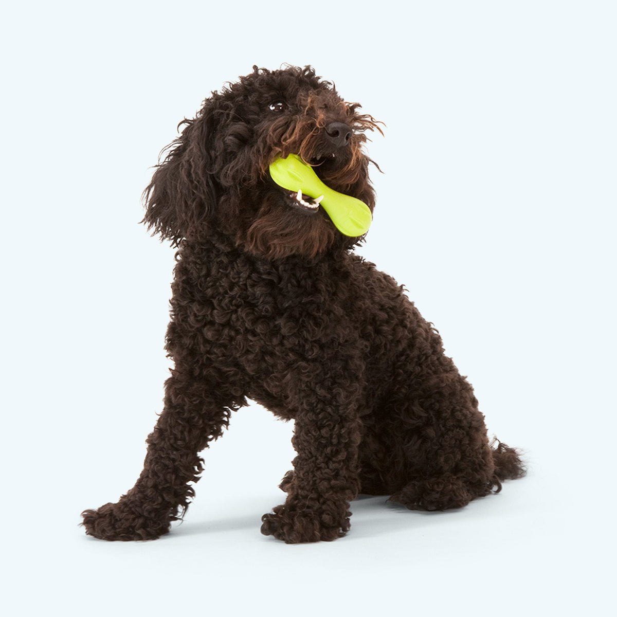 Curly-coated brown dog sitting and holding a granny smith green Hurley bone in its mouth