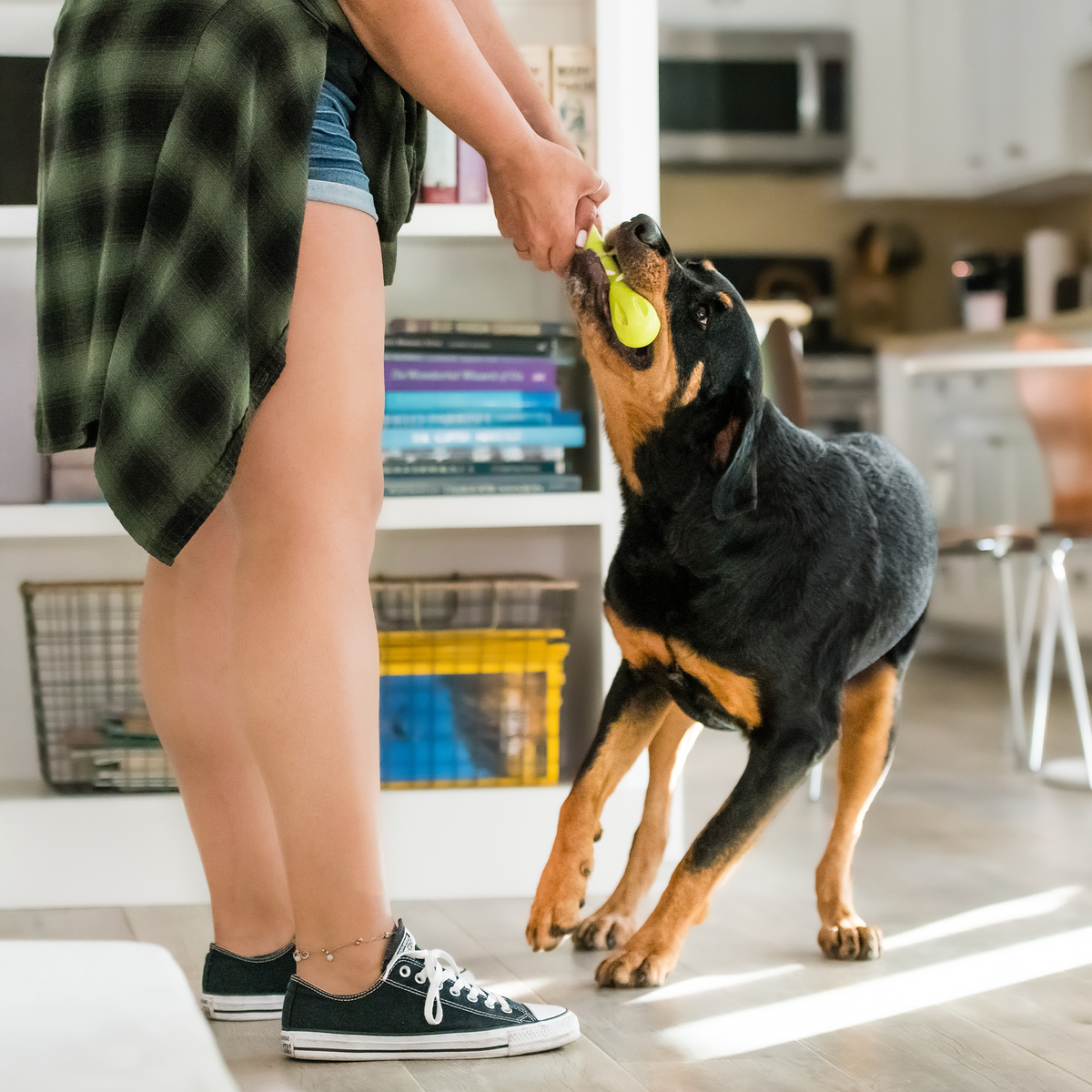 Rottweiler tugging on a granny smith green Hurley bone held by a person in a kitchen