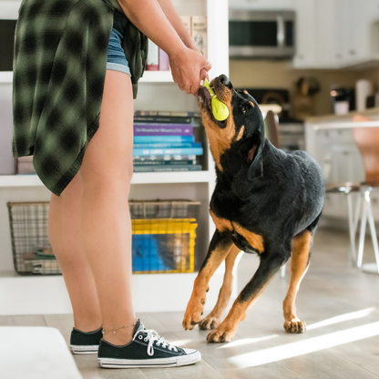 Rottweiler tugging on a granny smith green Hurley bone held by a person in a kitchen