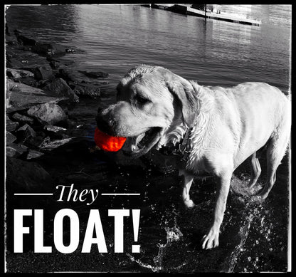 Yellow Labrador wading at a rocky shoreline carrying an orange WUNDERball, black and white photo with the ball in color