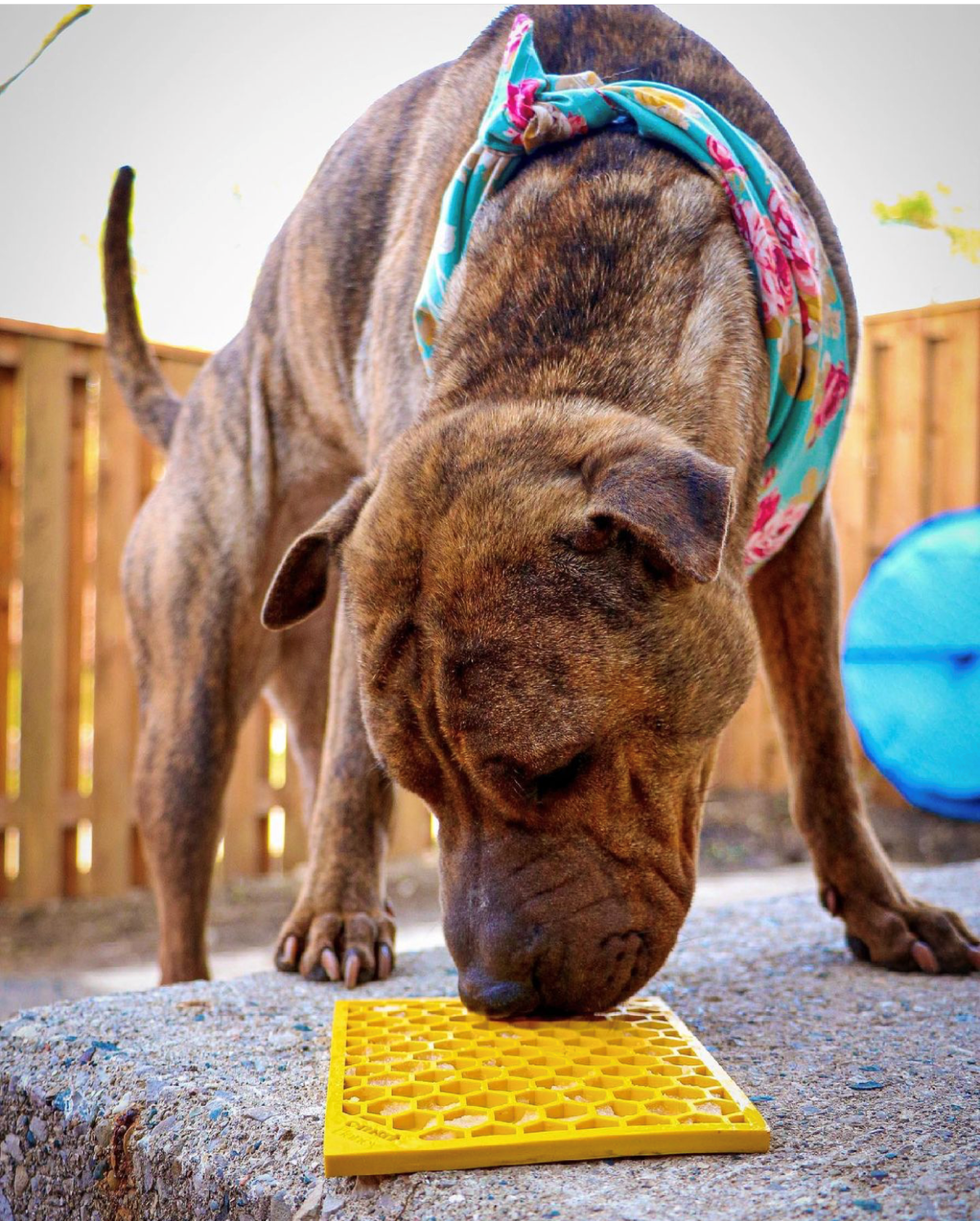 Brindle dog in a floral bandana licking a yellow SodaPup Honeycomb eMat on a concrete step