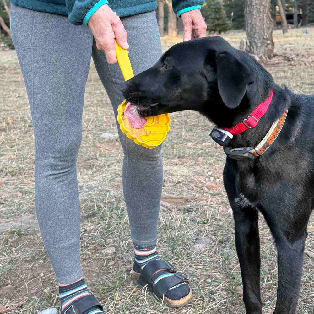 eStick in the yellow beehive design held at knee height while a black dog in a red collar licks the head