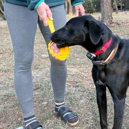 eStick in the yellow beehive design held at knee height while a black dog in a red collar licks the head