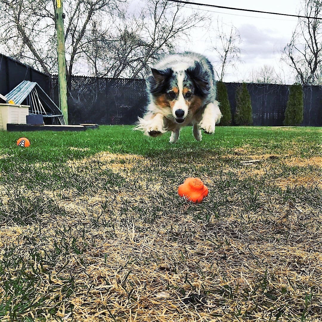 Crazy Bounce fetch ball in orange on a backyard lawn as an Australian shepherd leaps toward it