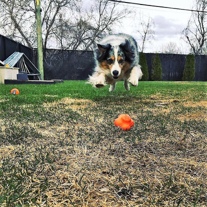 Crazy Bounce fetch ball in orange on a backyard lawn as an Australian shepherd leaps toward it