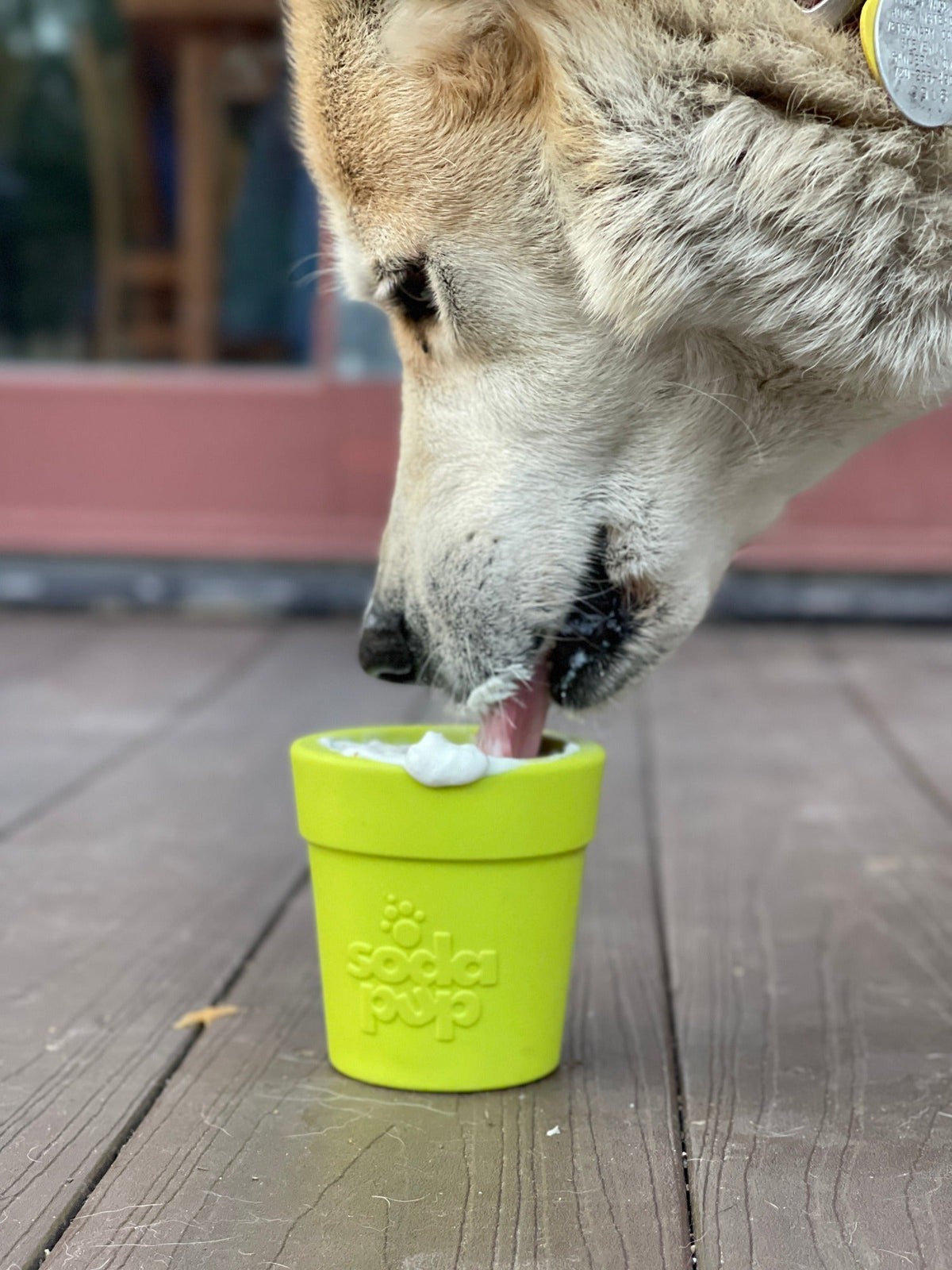 Flower Pot treat cup in green on a wooden deck as a cream and tan dog licks out the white filling