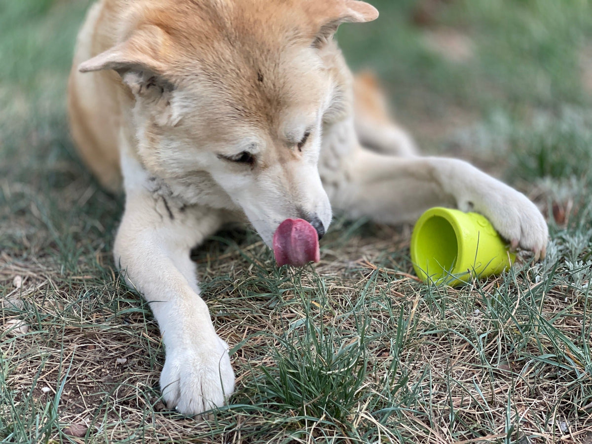 Flower Pot treat cup in green tipped over under the paw of a cream and tan dog lying in the grass