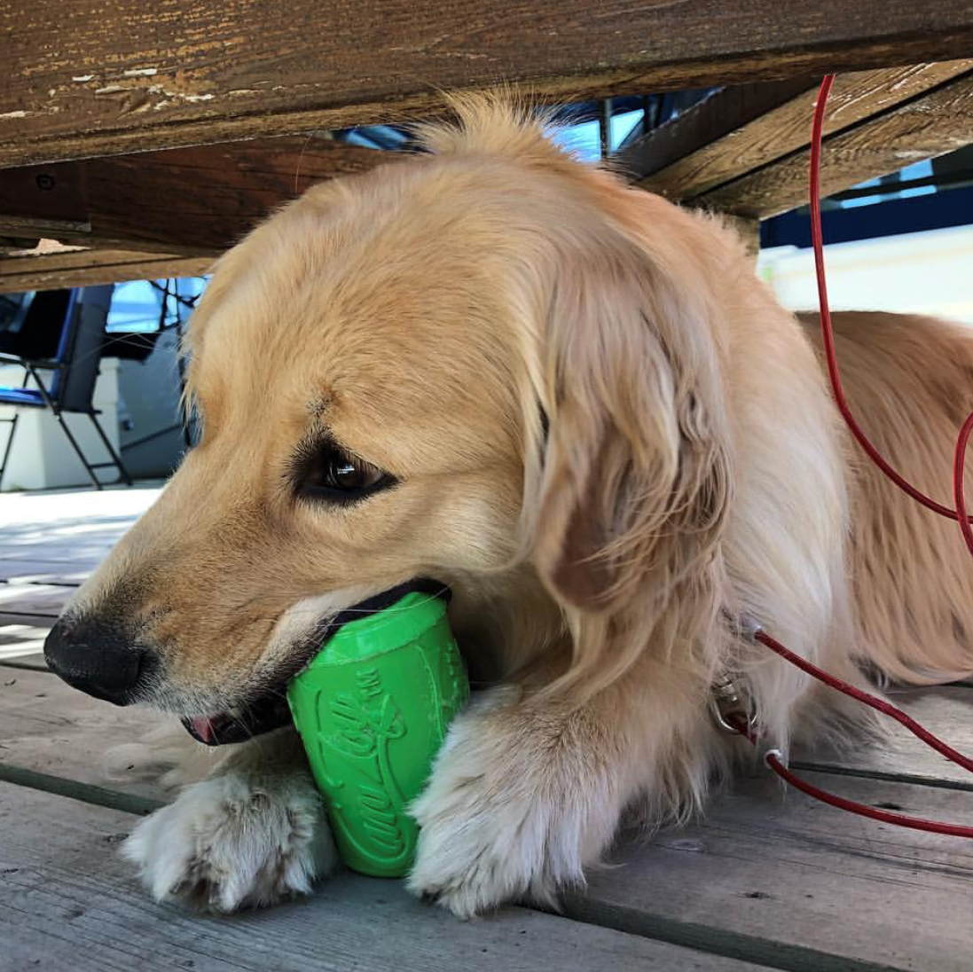 Golden retriever lying on a wooden deck chewing a green SodaPup Can Toy