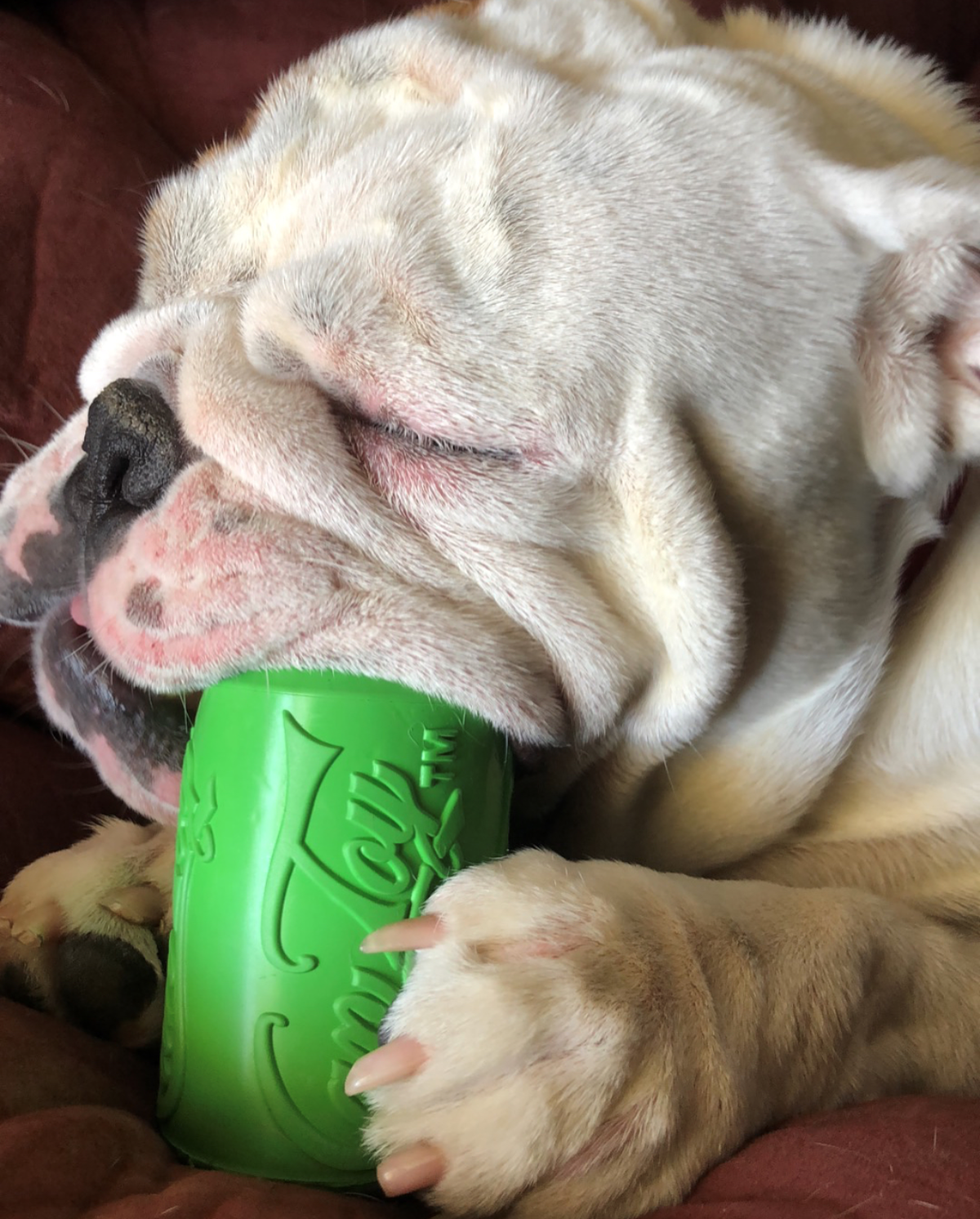 White English bulldog resting its face on a green SodaPup Can Toy held between its paws