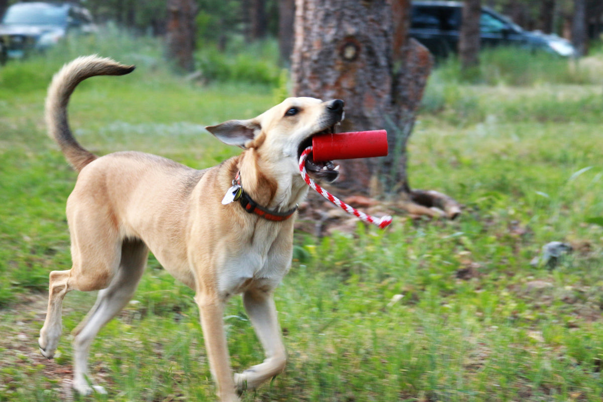 SodaPup USA-K9 Firecracker Floating Dummy carried by a tan dog trotting through a grassy clearing, rope trailing